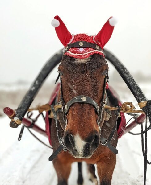 Ziemas piedāvājums